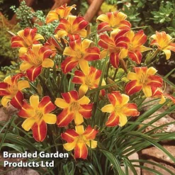 Hemerocallis 'Frans Hals'