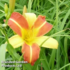 Hemerocallis 'Frans Hals' -Garden Central Sales Store HEME FRANSHALS S45012