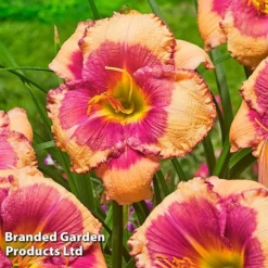 Hemerocallis Fringed Collection -Garden Central Sales Store HEME HELLOSCRE S413331