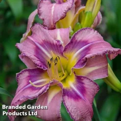 Hemerocallis Fringed Collection -Garden Central Sales Store HEME MILDREDMI L413581