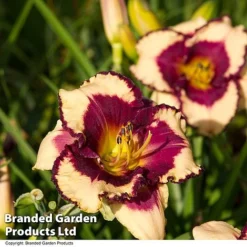 Hemerocallis Fringed Collection -Garden Central Sales Store HEME TROPSURPR S413341