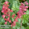 Heuchera 'Bressingham Hybrids'