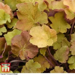 Heuchera 'Caramel' -Garden Central Sales Store HEUC T28597 A1
