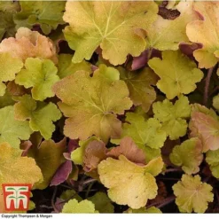 Heuchera 'Caramel' -Garden Central Sales Store HEUC T28598 A1