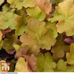 Heuchera 'Caramel' -Garden Central Sales Store HEUC T28599 A1