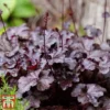 Heuchera Villosa 'Palace Purple'