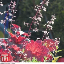 Heuchera Villosa 'Palace Purple' -Garden Central Sales Store HEUC T57837 C