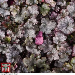 Heuchera 'Plum Pudding' -Garden Central Sales Store HEUCPLUM T28600 A1