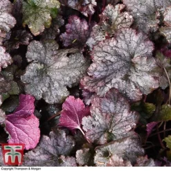 Heuchera 'Plum Pudding' -Garden Central Sales Store HEUCPLUM T28601 A1
