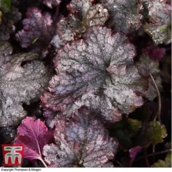 Heuchera 'Plum Pudding' -Garden Central Sales Store HEUCPLUM T28602 A1