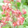 Heuchera Firefly