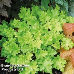 Heuchera 'Lime Marmalade' -Garden Central Sales Store HEUC LIMEMARMA S40252