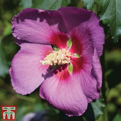 Hibiscus 'Walberton’s® Rose Moon' 2 Hibiscus 'Walberton’s® Rose Moon' - Image 2