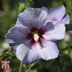 Hibiscus Syriacus 'Oiseau Bleu'