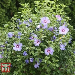 Hibiscus Syriacus 'Oiseau Bleu' -Garden Central Sales Store HIBI T58192 C