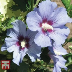 Hibiscus Syriacus 'Oiseau Bleu' -Garden Central Sales Store HIBI T58192 D