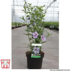 Hibiscus Syriacus 'Oiseau Bleu' -Garden Central Sales Store HIBI T58192 F