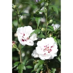 Hibiscus Syriacus 'Lady Stanley' -Garden Central Sales Store HIBI T67941 A h
