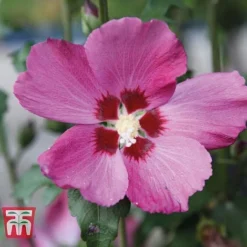 Hibiscus Syriacus 'Woodbridge' -Garden Central Sales Store HIBI T67967 A