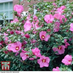 Hibiscus Syriacus 'Woodbridge' -Garden Central Sales Store HIBI T67967 D