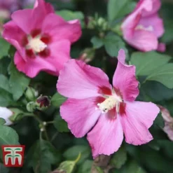 Hibiscus Syriacus 'Woodbridge' -Garden Central Sales Store HIBI T67967 E