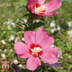 Hibiscus Syriacus 'Woodbridge' -Garden Central Sales Store HIBI T67967 F