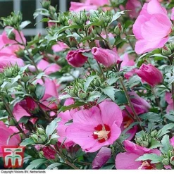 Hibiscus Syriacus 'Woodbridge' -Garden Central Sales Store HIBI T67967 G