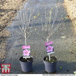 Hibiscus Syriacus 'Woodbridge' -Garden Central Sales Store HIBI T67967 H