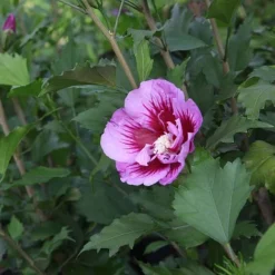 Hibiscus Syriacus 'Purple Pillar' -Garden Central Sales Store HIBI T73966 B h