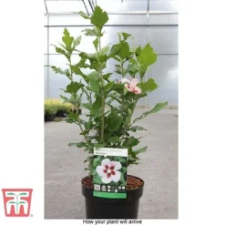 Hibiscus Syriacus 'Hamabo' -Garden Central Sales Store HIBI T79052 D