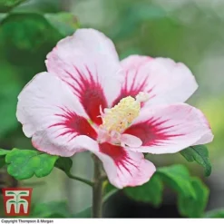Hibiscus Syriacus 'Hamabo' -Garden Central Sales Store HIBI T79052 E