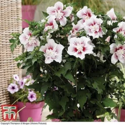 Hibiscus 'Starburst Chiffon' -Garden Central Sales Store HIBI T81880 A1