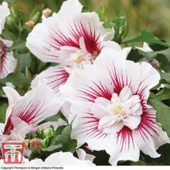 Hibiscus 'Starburst Chiffon' -Garden Central Sales Store HIBI T81880 C1