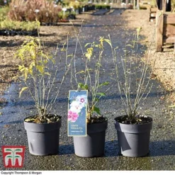 Hibiscus 'Tricolour' -Garden Central Sales Store HIBI WKB6757 A