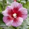 Hibiscus 'Flower Tower Purple'