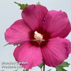 Hibiscus 'Flower Tower Collection' -Garden Central Sales Store HIBI FTOWERRUB H438801