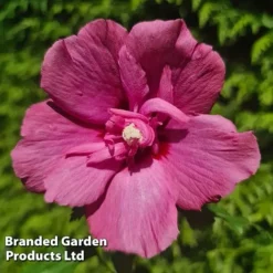 Hibiscus 'Flower Tower Ruby' -Garden Central Sales Store HIBI FTOWERRUB H43881