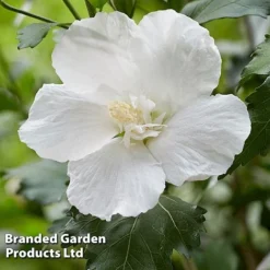 Hibiscus 'Flower Tower White' -Garden Central Sales Store HIBI FTOWERWHI H43884