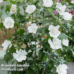 Hibiscus 'Flower Tower White' -Garden Central Sales Store HIBI FTOWERWHI H43885