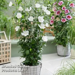 Hibiscus 'Flower Tower Collection' -Garden Central Sales Store HIBI FTOWERWHI H438861