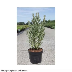 Hippophae Rhamnoides 'Hikul' -Garden Central Sales Store HIPP T66225 A h