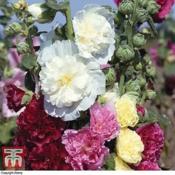 Bare Root Perennial Collection -Garden Central Sales Store HOLL 10542 A1