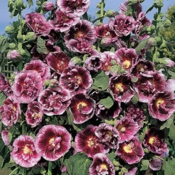Hollyhock 'Creme De Cassis'