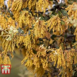 Quercus Ilex -Garden Central Sales Store HOLM T58266 C