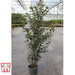Quercus Ilex -Garden Central Sales Store HOLM T58266 D1