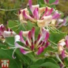 Honeysuckle 'Fragrant Cloud'