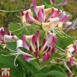 Honeysuckle 'Fragrant Cloud'
