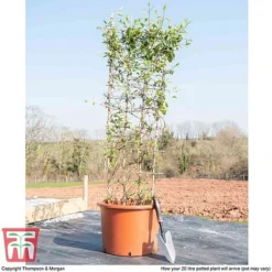 Honeysuckle 'Halliana' - Trellis -Garden Central Sales Store HONE WKB9249 F