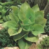 Hosta 'Sum And Substance'