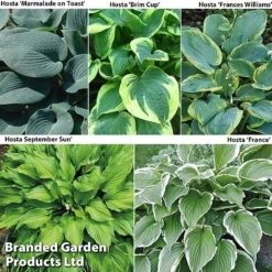 129 Bulb & Perennial Bumper Pack -Garden Central Sales Store HOSTA COL2